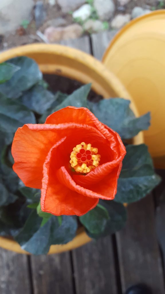 Photographie Fleur Hibiscus nombre d'or géométrie divine