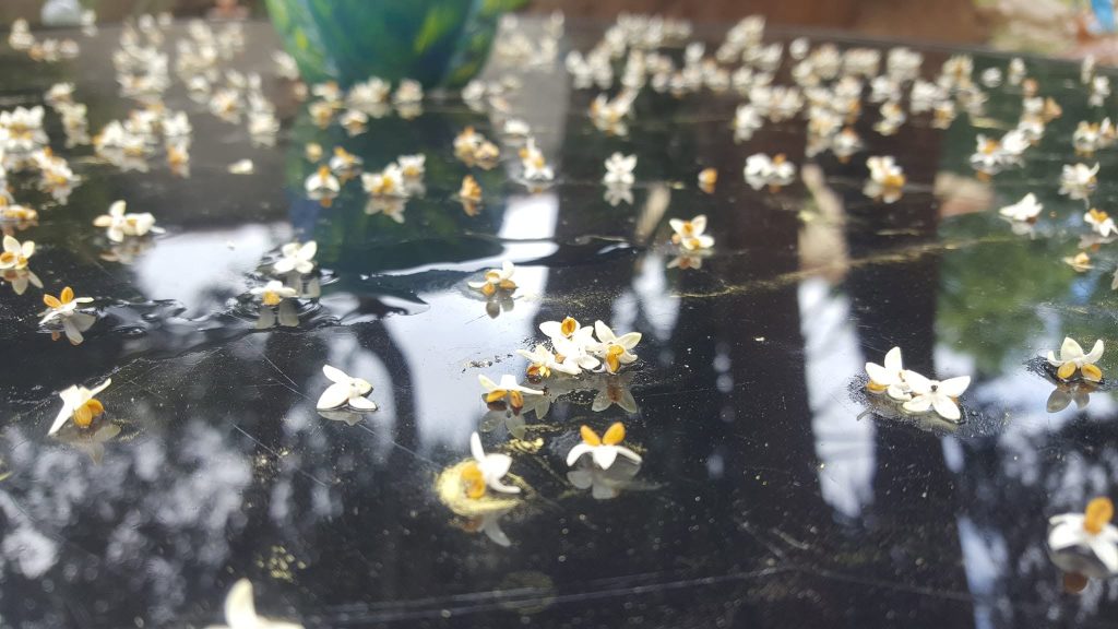 Photographie Fleurs d'oliviers falling