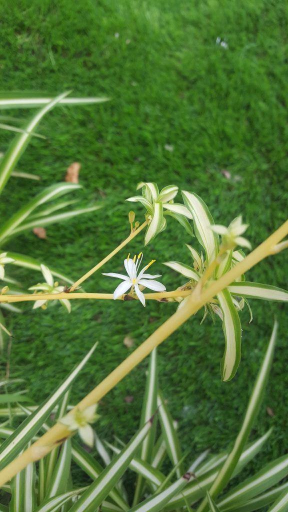 Photographie Fleur Araignée pureté et rareté
