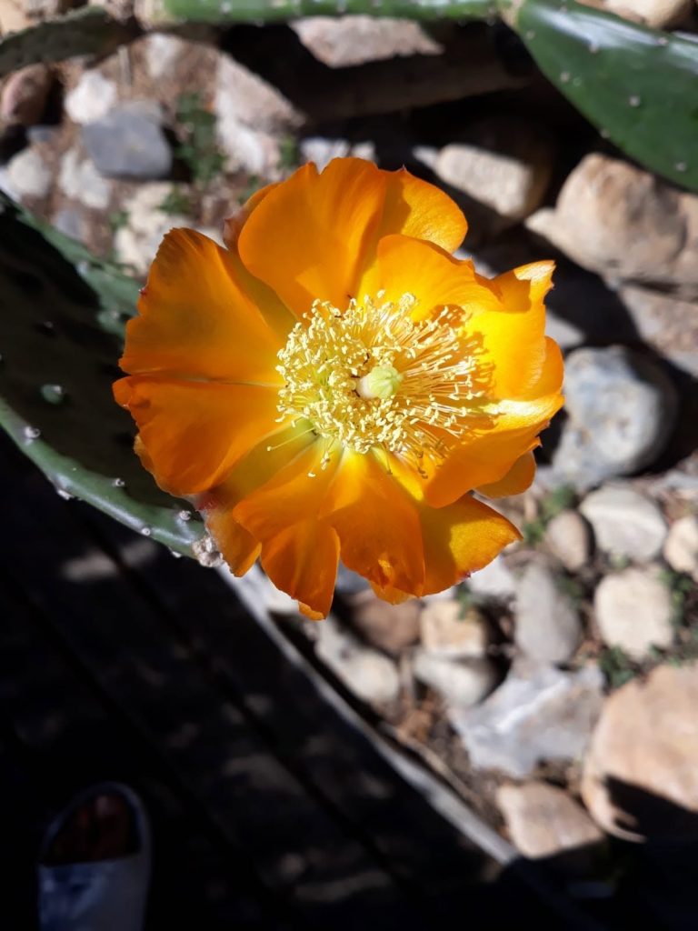 Photographie Fleur cactus orange soleil