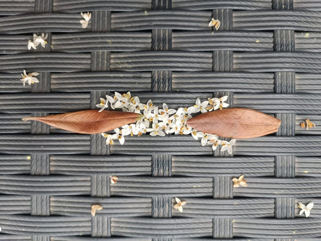 Photographie compositions feuillages et Fleurs