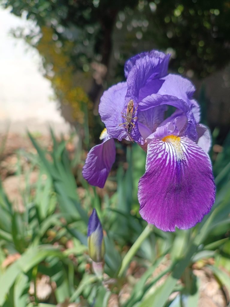 Photographie Fleur Iris et insecte rappelle forme du sex feminin vagin