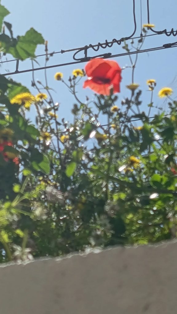 Photographie Fleur coquelicot et autres fleurs d'été pret de la voie de train espoir et senteur estivales