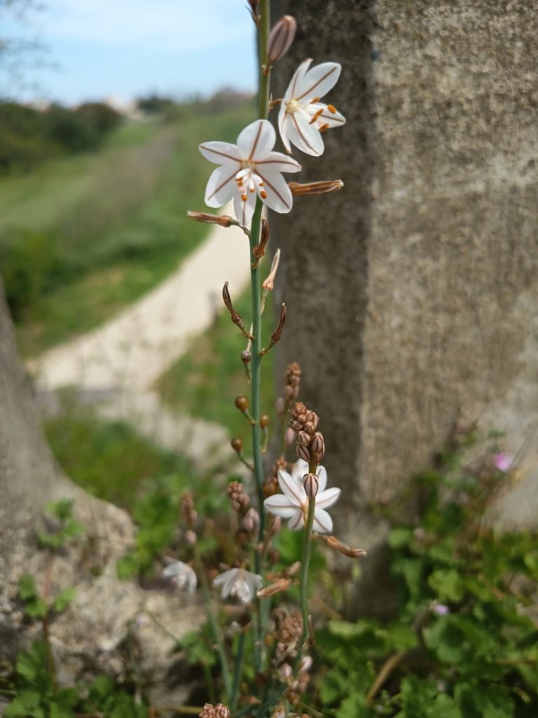 Photographie Fleur essence. Flor del sendero, au bord de la voie de train