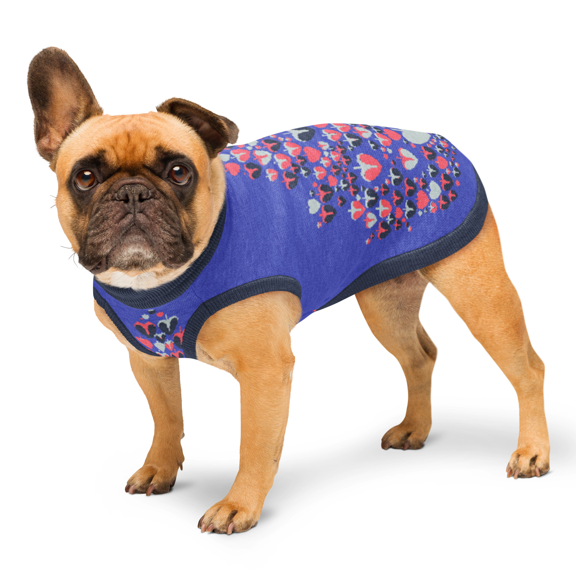 Sweat tricoté pour chien, en coton doux et confortable. Parfait pour les balades, les siestes et les photos de famille.